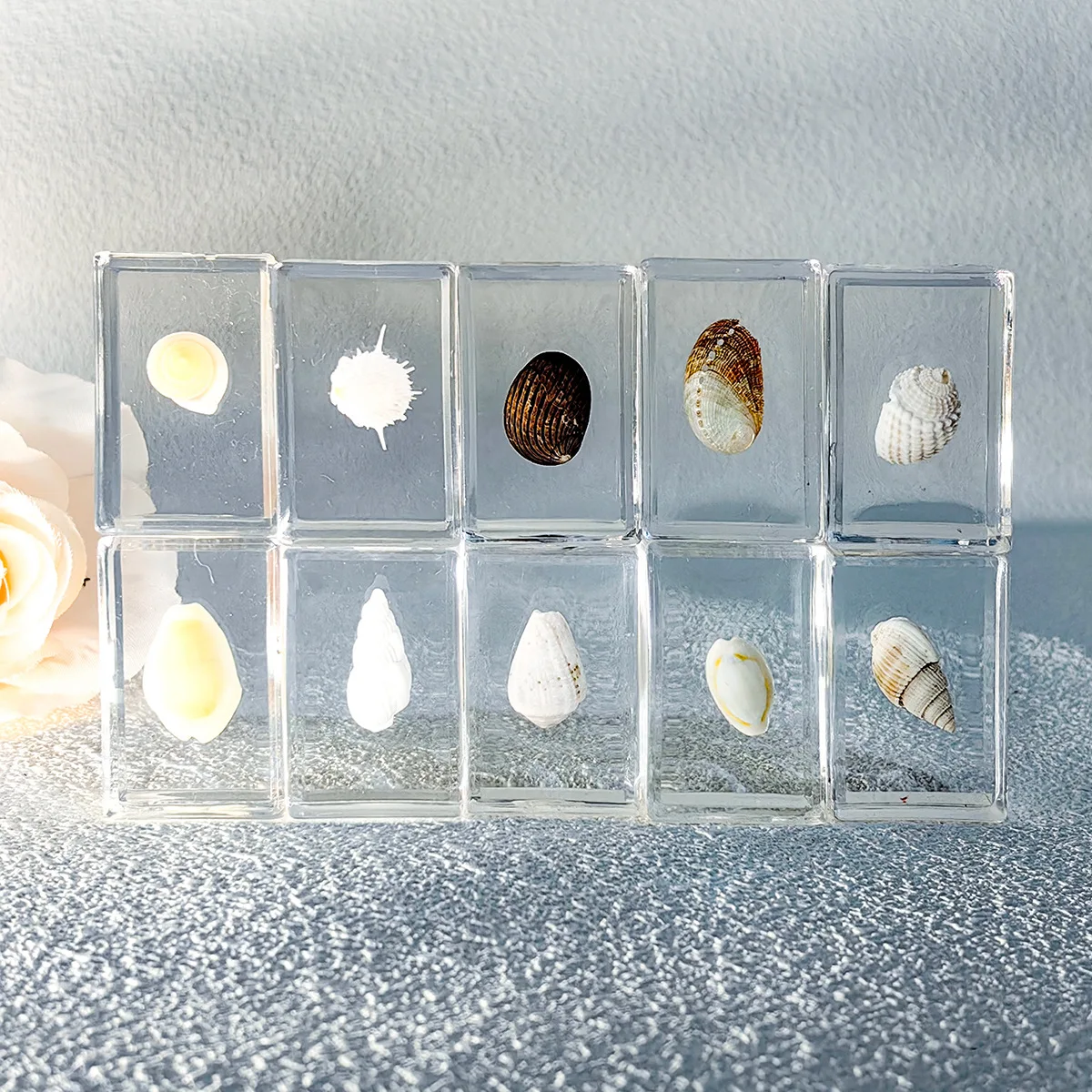 10 Pcs a lot Insect in Resin Specimen Bugs Collection Paperweights Arachnid Resin shell decoration home accessories in random
10 Pcs a lot Insect in Resin Specimen Bugs Collection Paperweights Arachnid Resin shell decoration home accessories in random