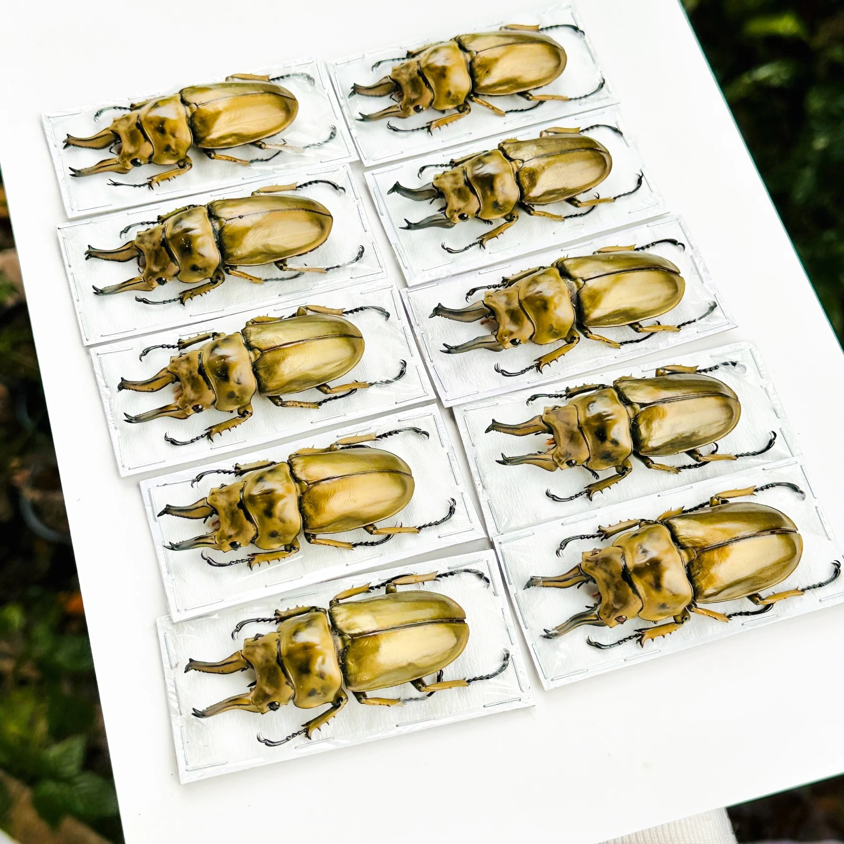 Real Rare Insects Allotopus Moellenkampi Moseri A1 Specimen Insect Lovers Collection Research Display
Real Rare Insects Allotopus Moellenkampi Moseri A1 Specimen Insect Lovers Collection Research Display