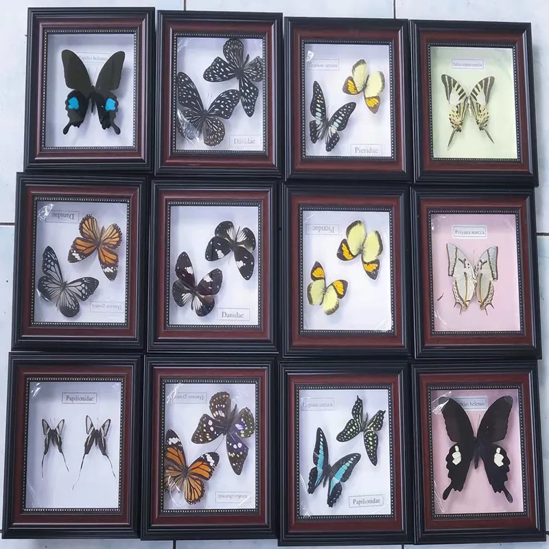 Butterfly Specimen Frame craft Home Decor Artwork Gift Ornament Accessories for Living Room
Butterfly Specimen Frame craft Home Decor Artwork Gift Ornament Accessories for Living Room