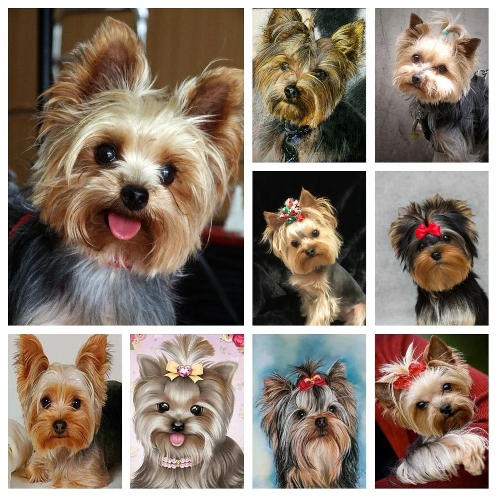 MomoArt Full Drill Square Diamond Embroidery Animal 5D Diamond Painting Dog Yorkshire Mosaic Picture Of Rhinestones Home Decor
MomoArt Full Drill Square Diamond Embroidery Animal 5D Diamond Painting Dog Yorkshire Mosaic Picture Of Rhinestones Home Decor