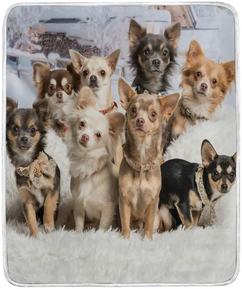 Chihuahuas Puppy Cute Dog Throw Blanket Polyester Microfiber Sofa Warm Couch Bed Blanket
Chihuahuas Puppy Cute Dog Throw Blanket Polyester Microfiber Sofa Warm Couch Bed Blanket