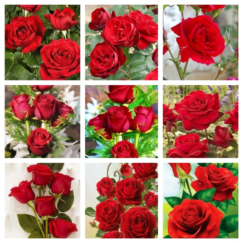 Diamond Painting Flower Red Rose 5d Diy Mosaic Full Square Drill Diamant Of Rhinestone Daimond Embroidery Pictures Sales 
Diamond Painting Flower Red Rose 5d Diy Mosaic Full Square Drill Diamant Of Rhinestone Daimond Embroidery Pictures Sales