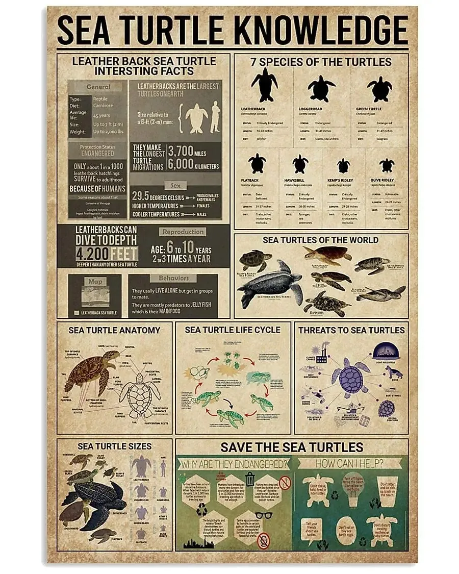 

Знания о морской черепашке деревянные знаки 7 видов черепашек инфографическая черепаха научное руководство деревянные постеры Декор классная комната офис