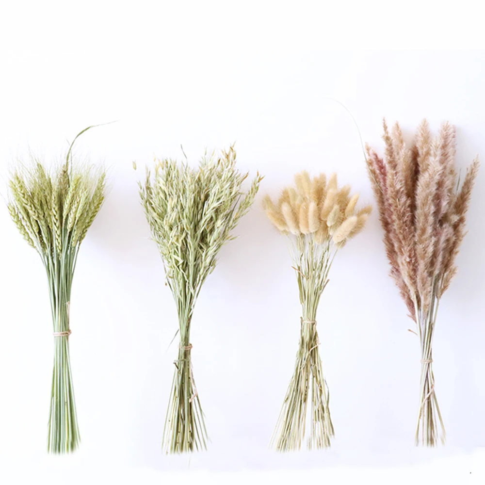 30Pcs Natural Dried Flower Ear of Oats Bouquets Small Reed Flower Bunch Pampas Grass Ornaments Artificial Plants Home Decoration
30Pcs Natural Dried Flower Ear of Oats Bouquets Small Reed Flower Bunch Pampas Grass Ornaments Artificial Plants Home Decoration