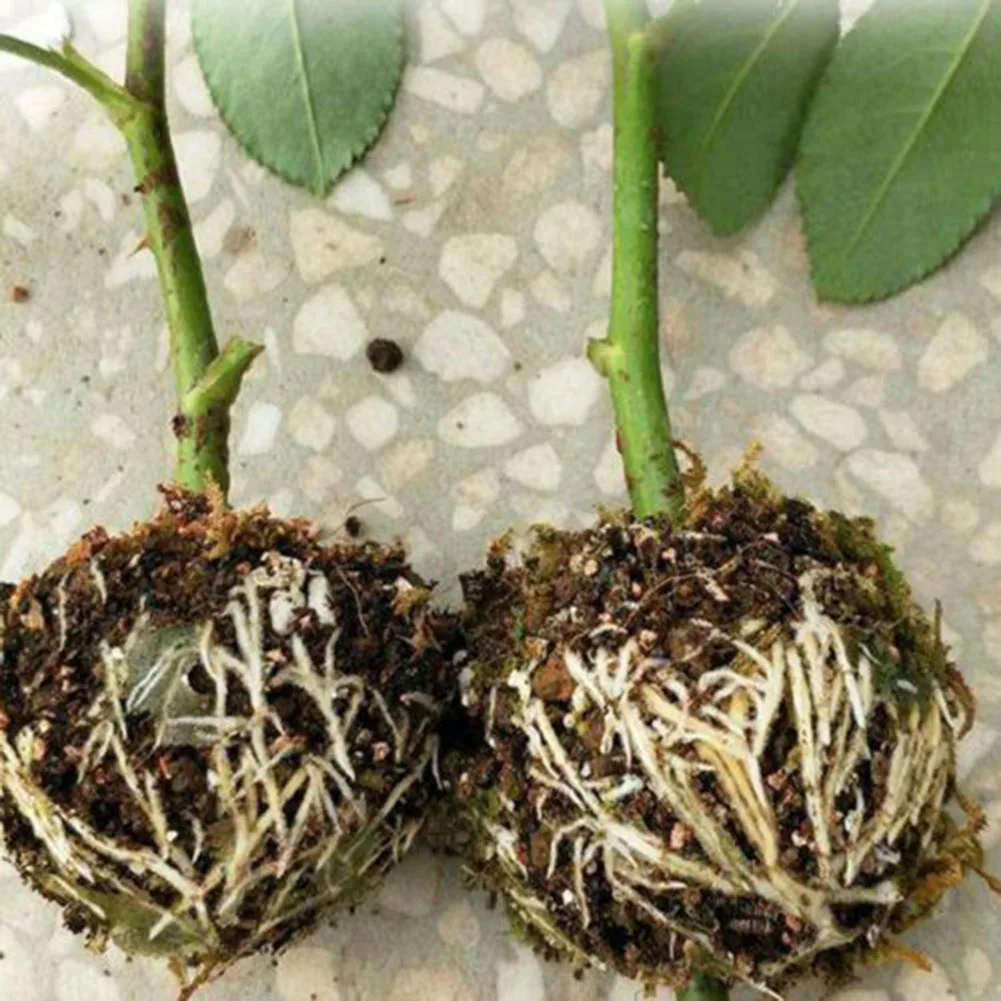 5PCS Botany Plant Rooting Root Device Pressure Propagation Ball Box Grafting Plant Root Growing Box Gardening Plant Root Ball
5PCS Botany Plant Rooting Root Device Pressure Propagation Ball Box Grafting Plant Root Growing Box Gardening Plant Root Ball