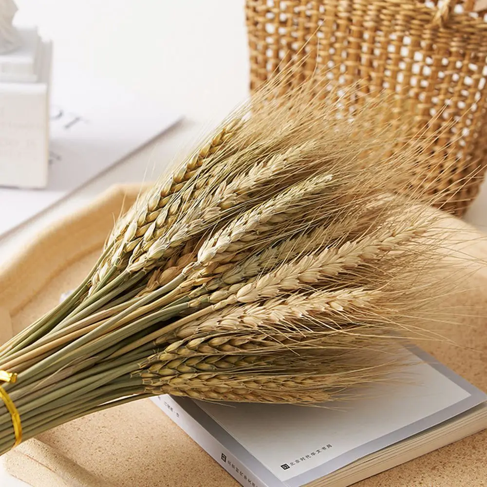 50/100 Pcs Real Wheat Ear Natural Dried Bunny Tail Grass Flowers Decor Boho Dried Flowers Home DIY Craft Bouquet Decoration
50/100 Pcs Real Wheat Ear Natural Dried Bunny Tail Grass Flowers Decor Boho Dried Flowers Home DIY Craft Bouquet Decoration