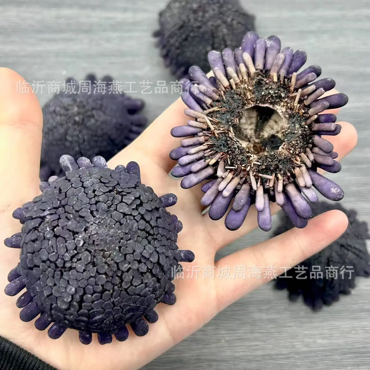 Ракушка Ечинн фиолетовая
Ракушка Ечинн фиолетовая