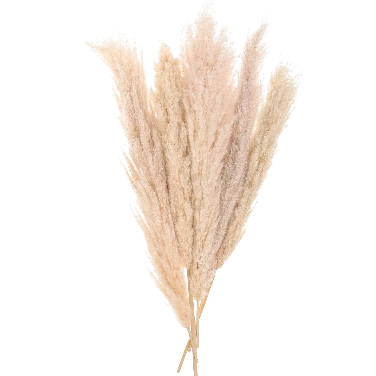 5pcs Dried Pampas Diy Adorn Preserved Diy Pampas Bouquet Decor Dried Pampas For Wedding
5pcs Dried Pampas Diy Adorn Preserved Diy Pampas Bouquet Decor Dried Pampas For Wedding