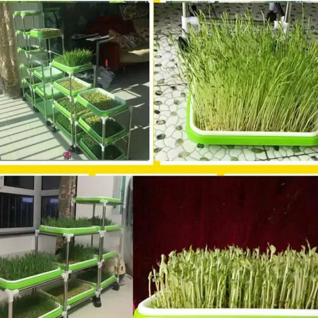 Seed Germination Sprouter Tray Soil-Free Big Capacity Microgreens Hydroponic Tray For Sprouts Gardening Supplies Wheatgrass Pots
Seed Germination Sprouter Tray Soil-Free Big Capacity Microgreens Hydroponic Tray For Sprouts Gardening Supplies Wheatgrass Pots