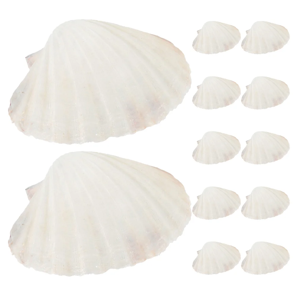 

12 Pcs Food Decor Cannoli Shells Stuffing Scallop Shells Baking Jewelry Tray Seashells Craft Large Scallop Shells