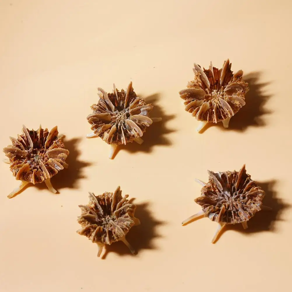 Mini Natural Hlbksh Conch Coral Sea Urchin Mini Conch Decor Decoration Wedding Aquarium Floor X8i6
Mini Natural Hlbksh Conch Coral Sea Urchin Mini Conch Decor Decoration Wedding Aquarium Floor X8i6