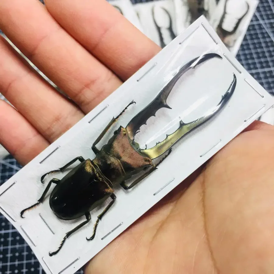 Скульптура жука Cyclommatus Metallifer Finae 
Скульптура жука Cyclommatus Metallifer Finae