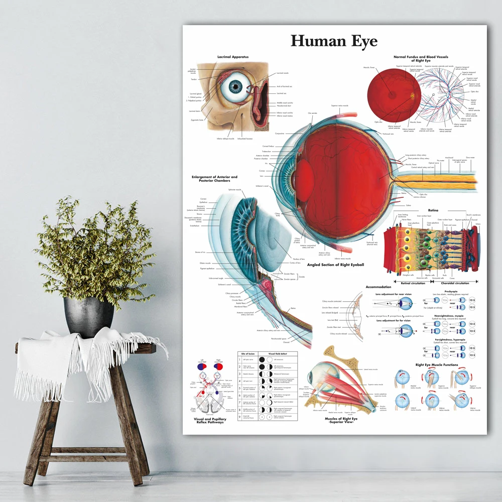 WANGART Anatomical Function Human Eye Chart Body Map Print Art Canvas Poster For Living Room Decoration Home Wall Picture
WANGART Anatomical Function Human Eye Chart Body Map Print Art Canvas Poster For Living Room Decoration Home Wall Picture