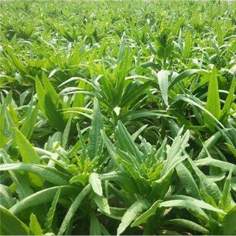 First level organic leafless vegetable moss, dried vegetable, farmhouse dry product, local specialty, dehydrated vegetable 500g
First level organic leafless vegetable moss, dried vegetable, farmhouse dry product, local specialty, dehydrated vegetable 500g