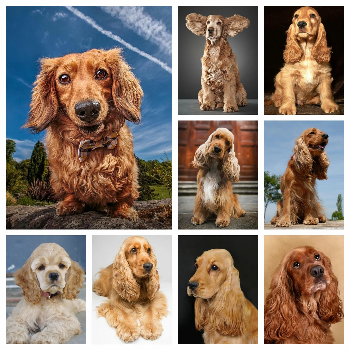 Pet Dog British Cocker Spaniel Diamond Rhinestones Painting Cute Animals Cross Stitch Embroidery Picture Mosaic Craft Home Decor
Pet Dog British Cocker Spaniel Diamond Rhinestones Painting Cute Animals Cross Stitch Embroidery Picture Mosaic Craft Home Decor