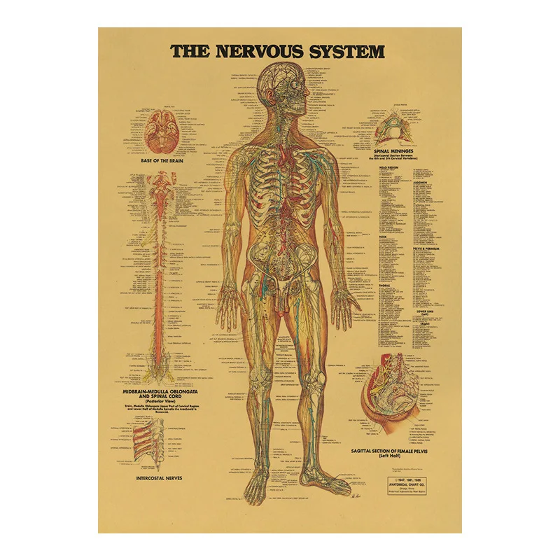 Винтажный постер из крафт-бумаги, с анатомии человеческих мышц, 42 х30 см
Винтажный постер из крафт-бумаги, с анатомии человеческих мышц, 42 х30 см
