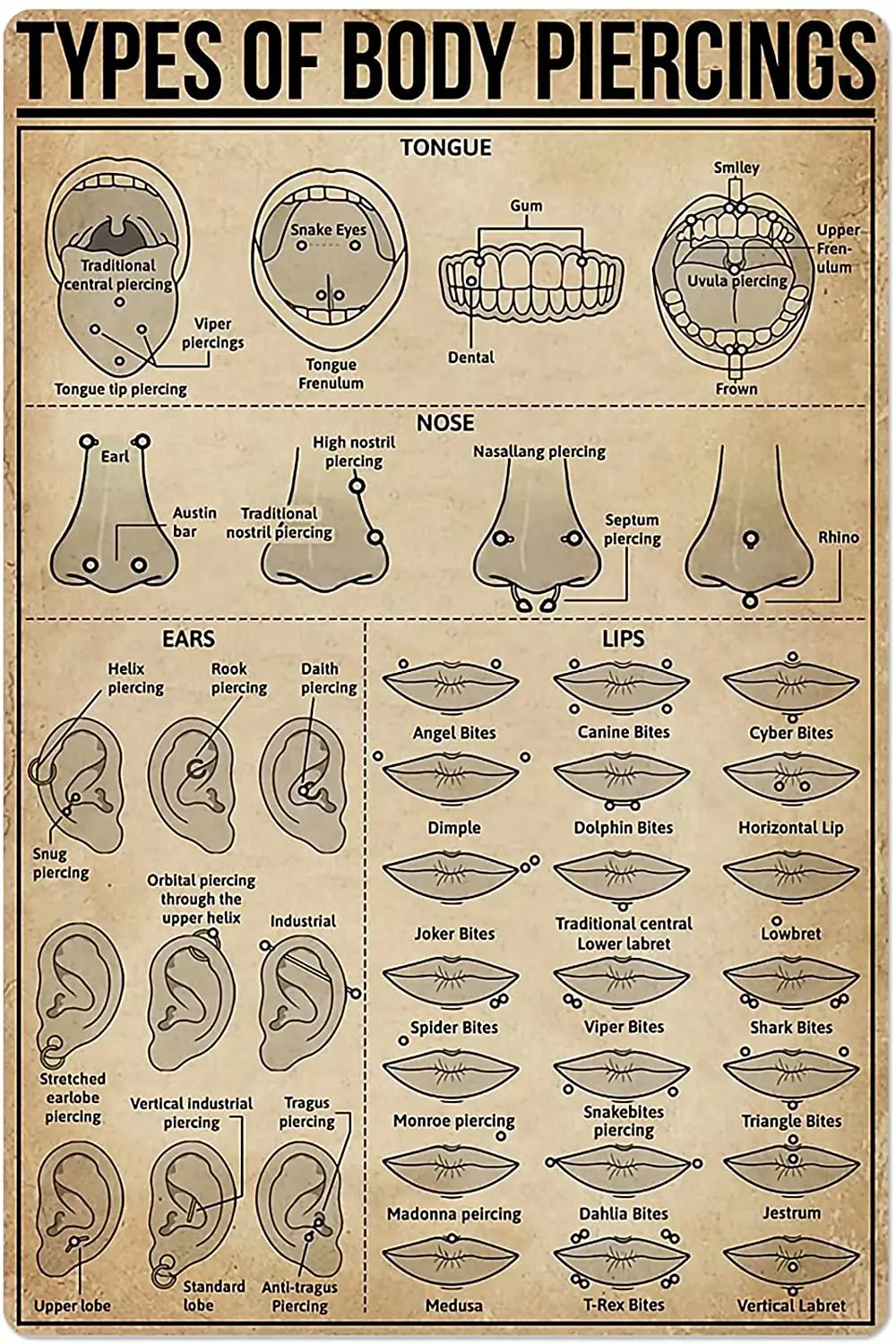 

Types of Body Piercings Tin Sign Knowledge Popular Science Poster School Farm Garden Information Home Wall Decoration tin sign