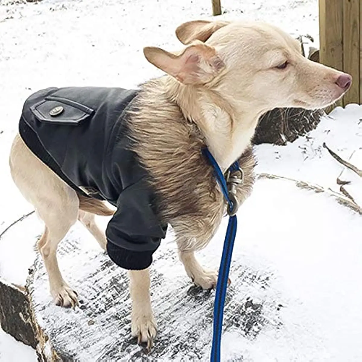 ZOOBERS Dog Cold Weather CoatsCozy Windproof Winter Dog Jacket Warm Coat Clothes For Puppy Small Medium Dogs
ZOOBERS Dog Cold Weather CoatsCozy Windproof Winter Dog Jacket Warm Coat Clothes For Puppy Small Medium Dogs