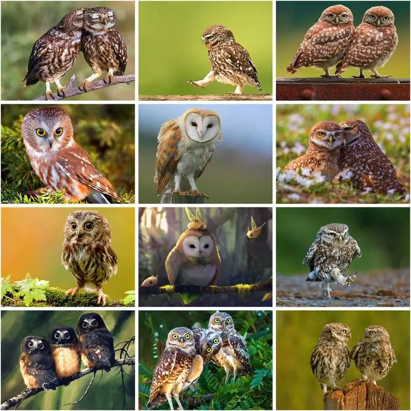 GATYZTORY Oil Painting By Numbers Owl Animal Diy Pictures By Number Kits Drawing On Canvas Handpainted Paintings Gift Home Decor
GATYZTORY Oil Painting By Numbers Owl Animal Diy Pictures By Number Kits Drawing On Canvas Handpainted Paintings Gift Home Decor