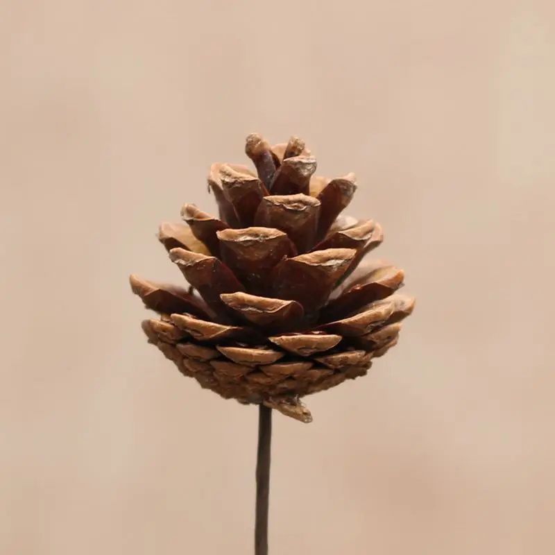 

3PCS 50cm Preserved Small Pine Cones Dried Flower Buds Natural Eternal Flowers Arrangement Home Wedding Decoration