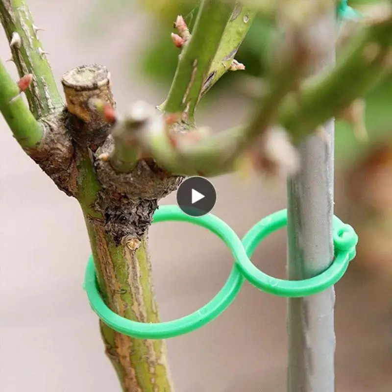 Buckle Hook Plastic Garden Plant Wall Climbing Vine Clips Plant Climbing Garden Vine Strapping Clips 2023 New Fixed Fixture Vine
Buckle Hook Plastic Garden Plant Wall Climbing Vine Clips Plant Climbing Garden Vine Strapping Clips 2023 New Fixed Fixture Vine