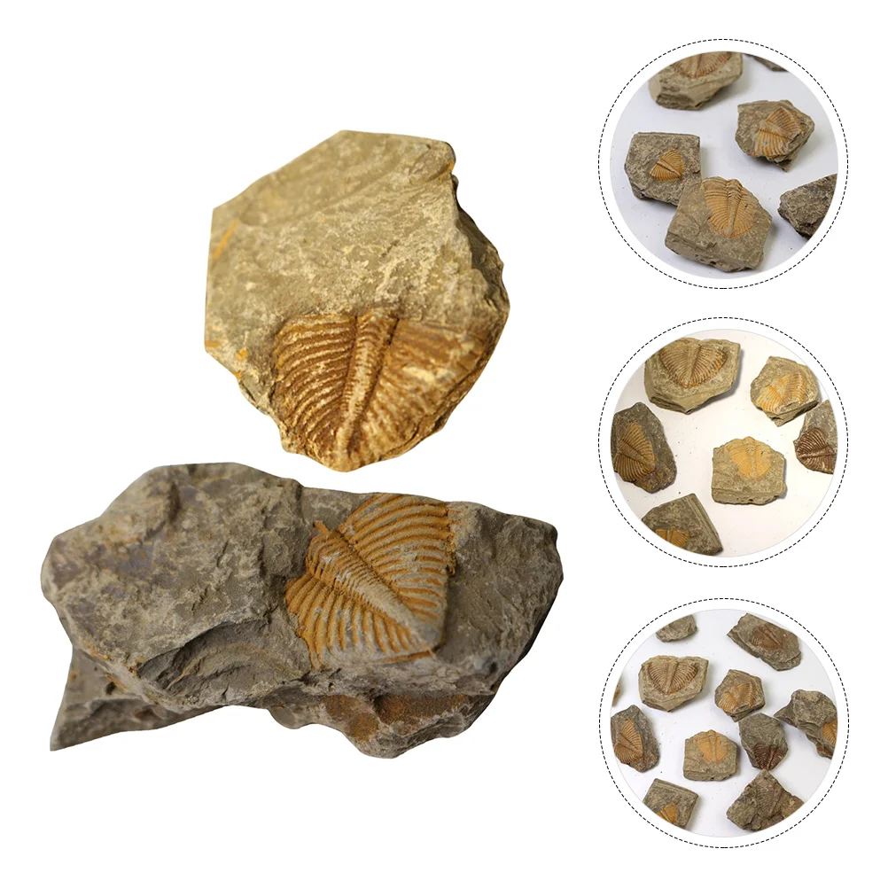 Fossil Trilobite Fossils Model Sample Animal Specimens Real Ancient Decor Teaching Specimen Kit School Gemstones Student
Fossil Trilobite Fossils Model Sample Animal Specimens Real Ancient Decor Teaching Specimen Kit School Gemstones Student