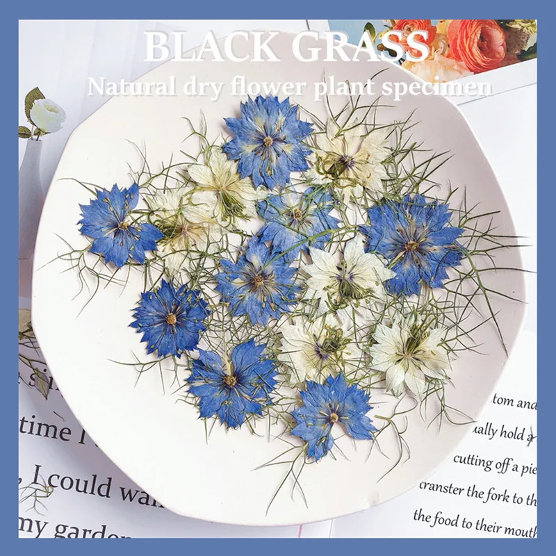 Nigella Dried Flower Pressed Flower Diy Mobile Phone Case Candle Table Lamp Manicure Face Decals Photo Frame Home Decor 12/24pcs
Nigella Dried Flower Pressed Flower Diy Mobile Phone Case Candle Table Lamp Manicure Face Decals Photo Frame Home Decor 12/24pcs