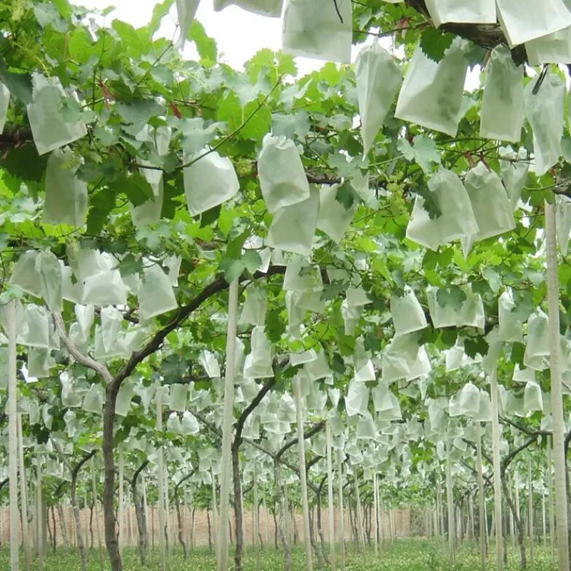 50Pcs/Lot Garden Vegetable Grapes bags Apples Fruit Protection Bag Pouch Agricultural Pest Control Anti-Bird Mesh Bags 18 x 20cm
50Pcs/Lot Garden Vegetable Grapes bags Apples Fruit Protection Bag Pouch Agricultural Pest Control Anti-Bird Mesh Bags 18 x 20cm