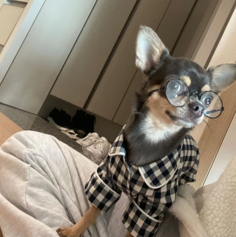 Pet Pajama Set Puppy Kitten Dog Pajamas Teddy Bichon Schnauzer Pomeranian Chihuahua Clothes
Pet Pajama Set Puppy Kitten Dog Pajamas Teddy Bichon Schnauzer Pomeranian Chihuahua Clothes