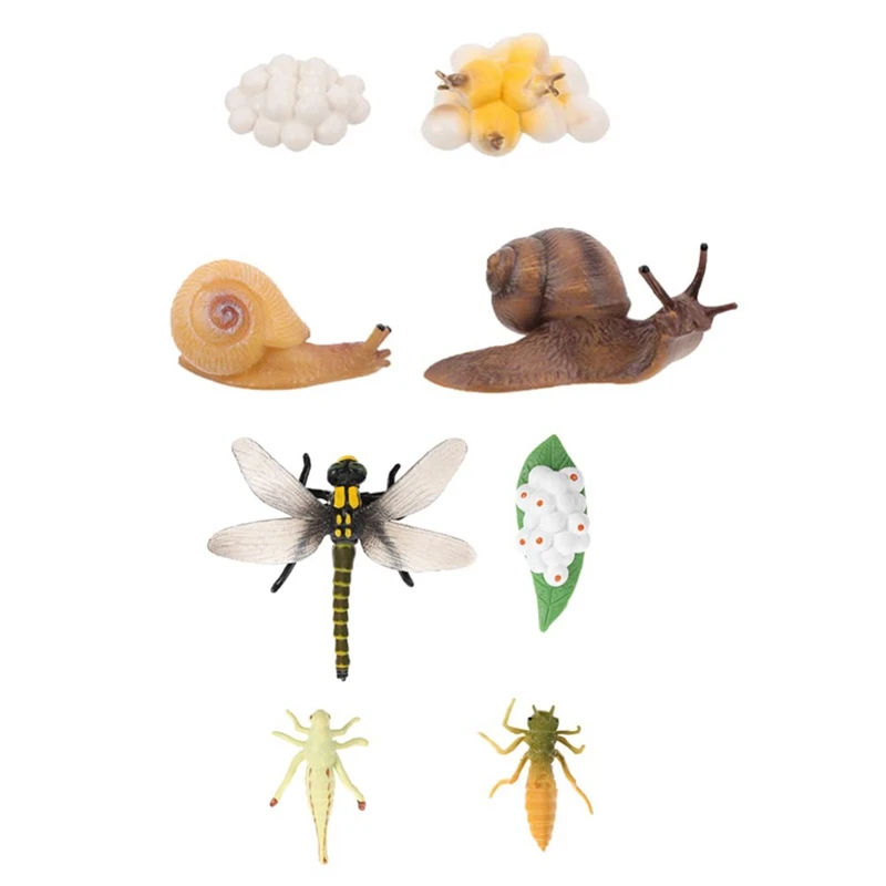 8Pcs Life Cycle Of Snail Dragonfly Animal Figurines Growth Model Forest Animal Figures Educational Toys
8Pcs Life Cycle Of Snail Dragonfly Animal Figurines Growth Model Forest Animal Figures Educational Toys