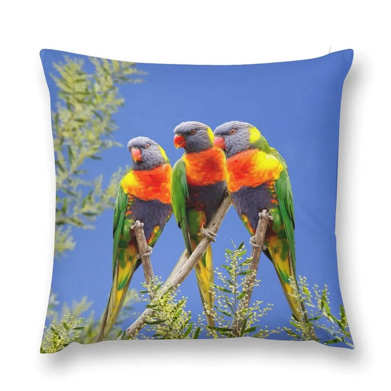 Rainbow Lorikeet Love австралийские птицы яркие и разноцветные с индивидуальностью