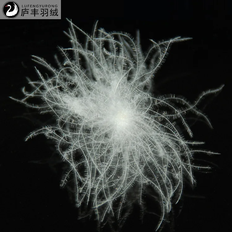 98% White Goose Down How Much Is A Pound Lufeng Down Factory Direct Sales Large Flower 98 White Goose Down Low Price Direct Sale
98% White Goose Down How Much Is A Pound Lufeng Down Factory Direct Sales Large Flower 98 White Goose Down Low Price Direct Sale