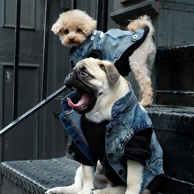 Fashion Dog Vest for Puppies French Bulldog Denim Jacket for Chihuahua Pug Puppy Pet Clothing Luxury Dog Coats Ropa Perro
Fashion Dog Vest for Puppies French Bulldog Denim Jacket for Chihuahua Pug Puppy Pet Clothing Luxury Dog Coats Ropa Perro