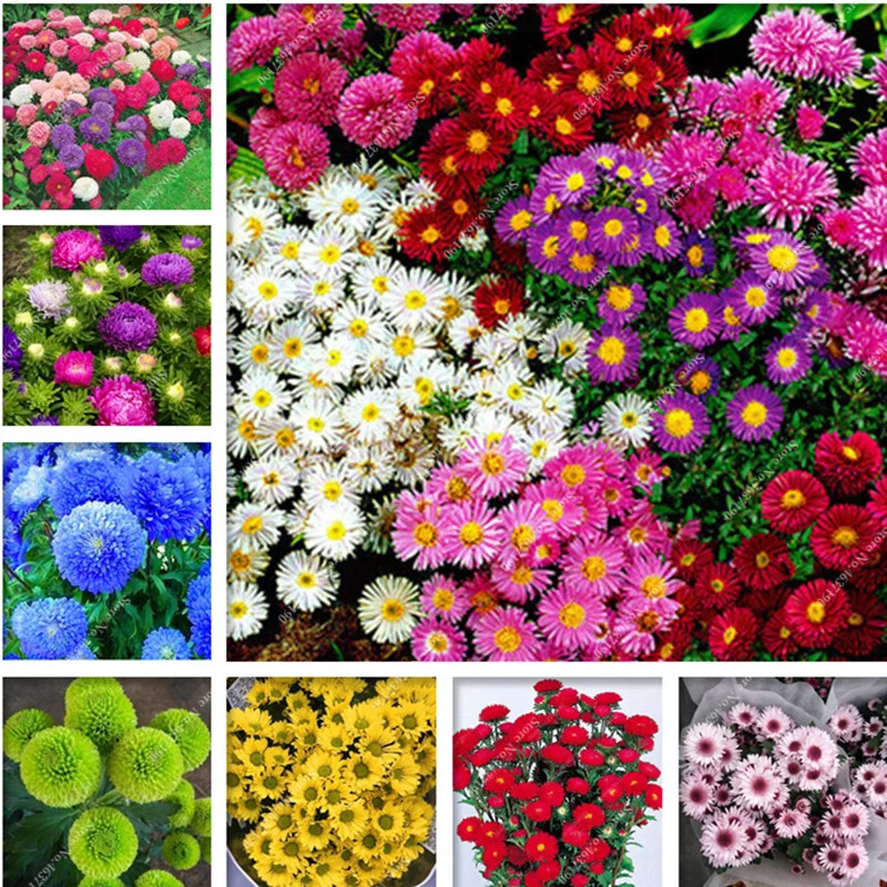 Украшение для растений, цветов, хризантемы, Астер, Далия
Украшение для растений, цветов, хризантемы, Астер, Далия