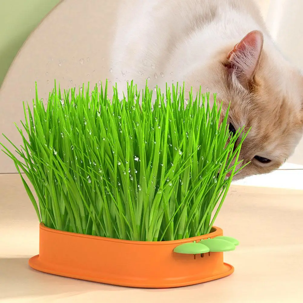 1pcs Seedling Tray Soilless Cat Plant Pot Grass Planter Carrot Use Hydroponic Products Catnip Cat Convenient Nursery Shaped D6C3
1pcs Seedling Tray Soilless Cat Plant Pot Grass Planter Carrot Use Hydroponic Products Catnip Cat Convenient Nursery Shaped D6C3