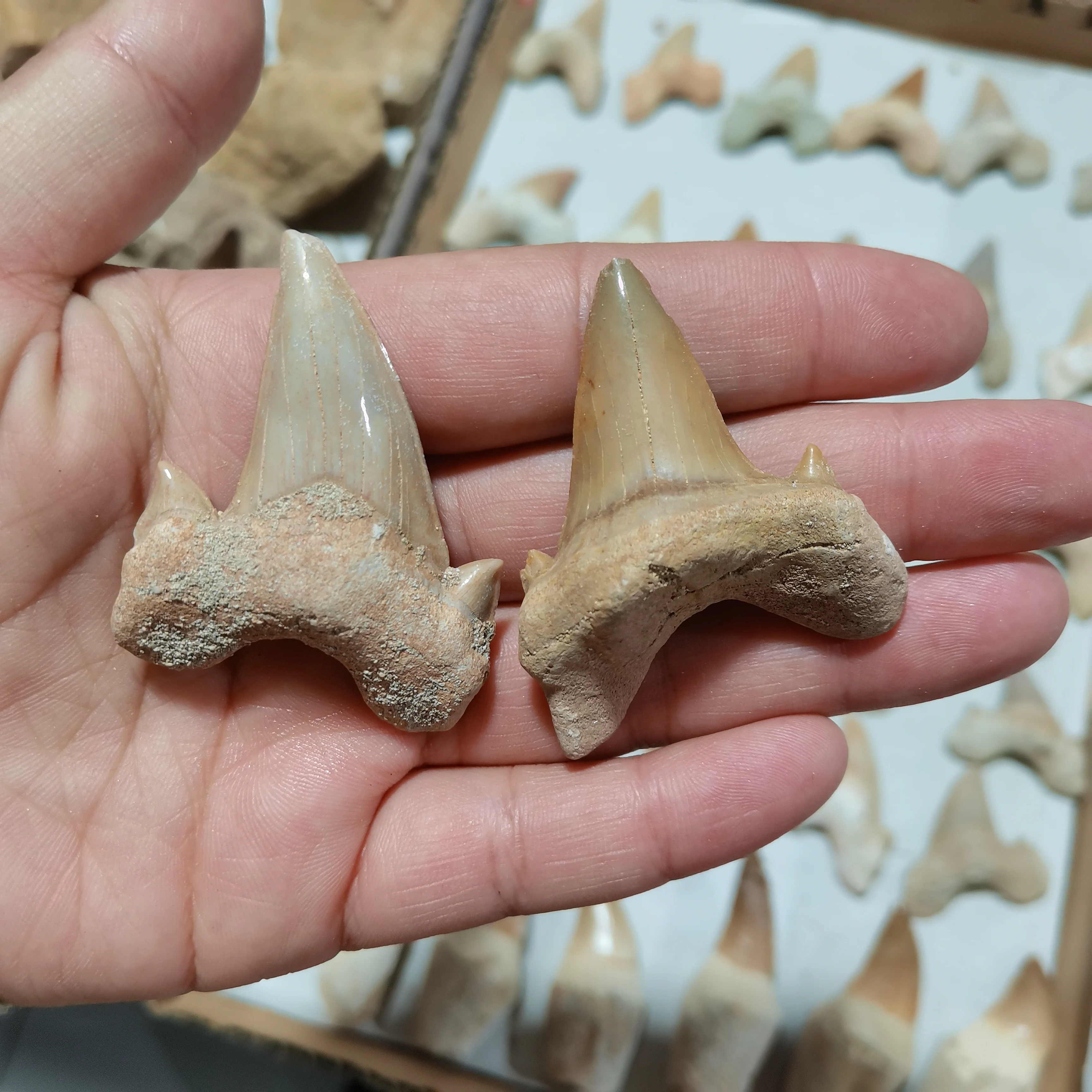 Otodus Obliquus Акула зуб Megalodon аквариум подарок ancester качество камень Акула цвет
Otodus Obliquus Акула зуб Megalodon аквариум подарок ancester качество камень Акула цвет