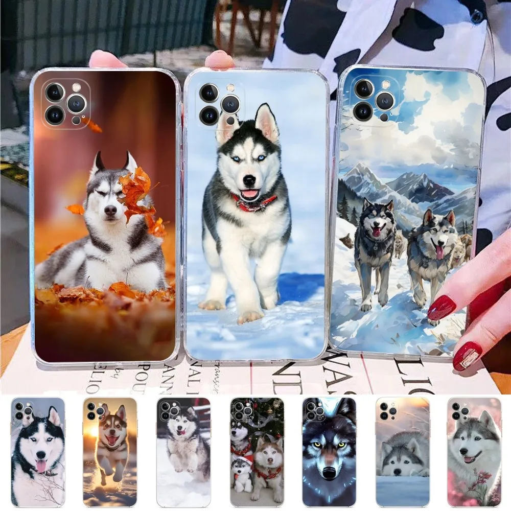 Animal Dog Husky Phone Case For IPhone 15 14 13 12 Mini 11 Pro XS Max X XR SE 6 7 8 Plus Soft Silicone Cover
Animal Dog Husky Phone Case For IPhone 15 14 13 12 Mini 11 Pro XS Max X XR SE 6 7 8 Plus Soft Silicone Cover