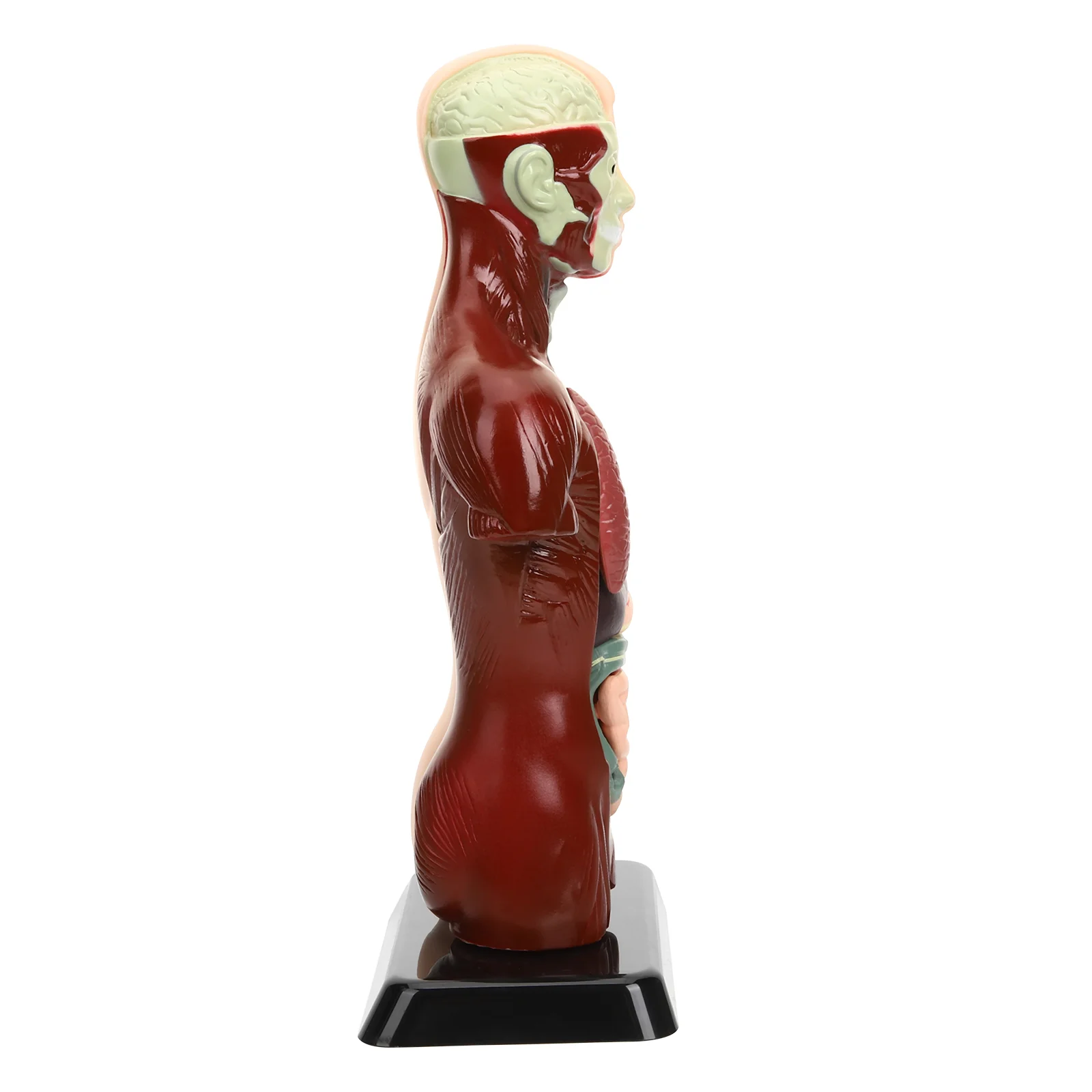 Human Organ Model Kids Tools Organs Cognitive Toy Dissector 3d Body Jigsaw Teaching Aids Plastic Kindergarten Preschool
Human Organ Model Kids Tools Organs Cognitive Toy Dissector 3d Body Jigsaw Teaching Aids Plastic Kindergarten Preschool