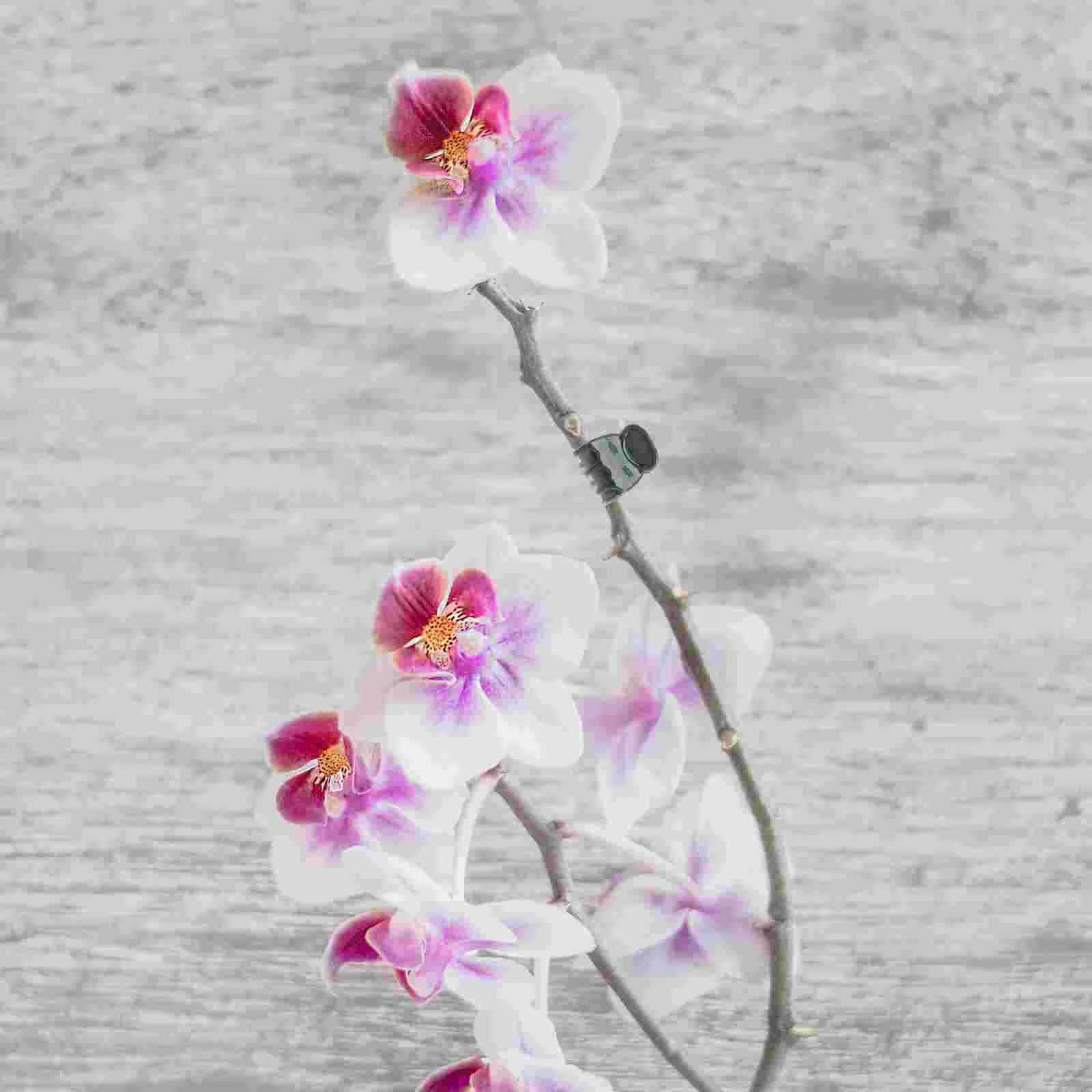 Clips Support Orchid Garden Flower Vine Supporting Trellis Stems Clip Grow Stalks Vines Tomato Thick Upright Green Dark Stakes
Clips Support Orchid Garden Flower Vine Supporting Trellis Stems Clip Grow Stalks Vines Tomato Thick Upright Green Dark Stakes