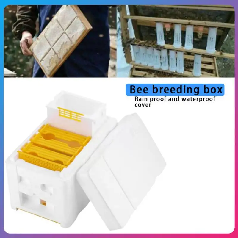 Foam Mini Beehive Mating King Pollination Box Single Layer 3 Box Plastic Feeder Tools Bee Hives Durable Beekeeping Supplies
Foam Mini Beehive Mating King Pollination Box Single Layer 3 Box Plastic Feeder Tools Bee Hives Durable Beekeeping Supplies