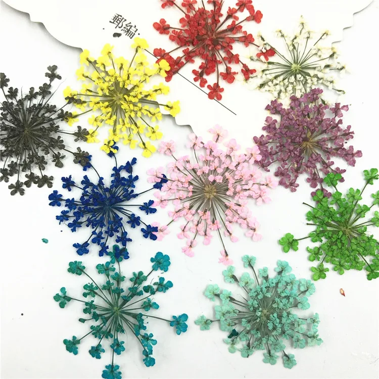 120pcs mix color Ammi Lace Pressed Flower Gifts Natural True Plant Specimens For Nail / Gem Decoration
120pcs mix color Ammi Lace Pressed Flower Gifts Natural True Plant Specimens For Nail / Gem Decoration
