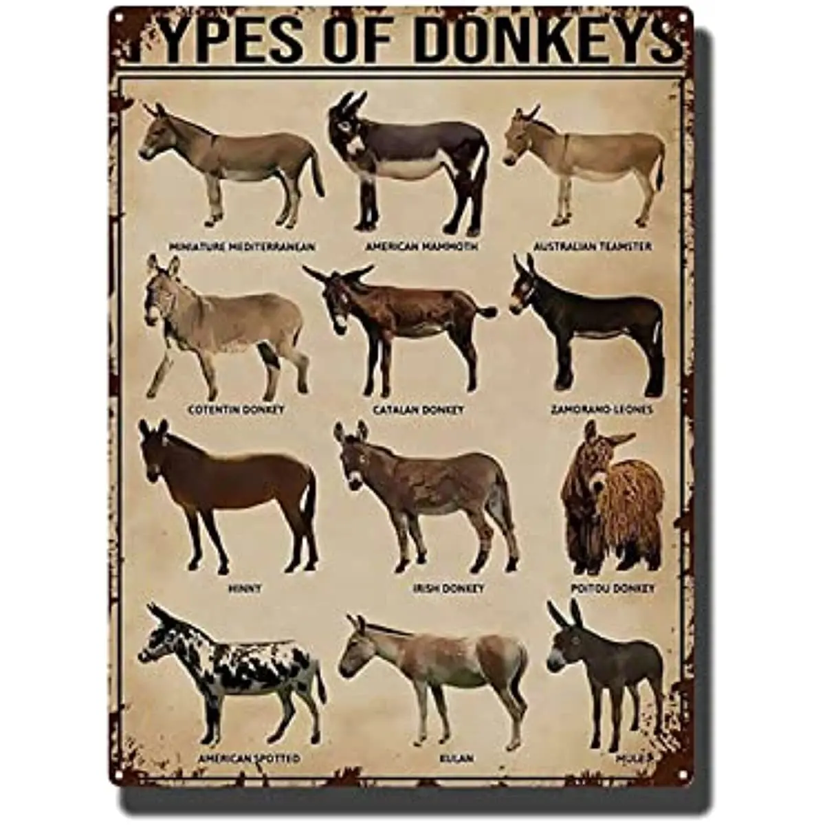 Tin Metal Signs Types of Donkeys Poster, Donkey Knowledge Poster, Donkey Print, Peekaboo Animal, Animal Portrait 1 
Tin Metal Signs Types of Donkeys Poster, Donkey Knowledge Poster, Donkey Print, Peekaboo Animal, Animal Portrait 1