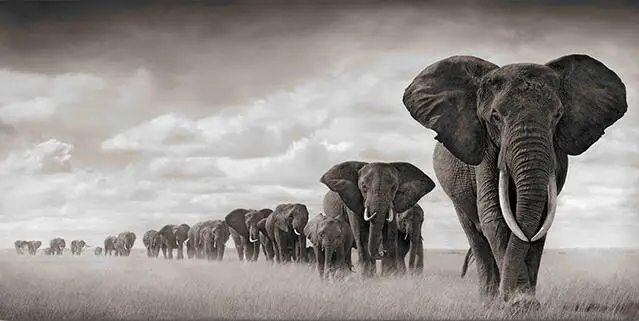 More Style Choose Solar Elephant Animals Film Print Silk Poster Home Wall Decor 24x36inch
More Style Choose Solar Elephant Animals Film Print Silk Poster Home Wall Decor 24x36inch