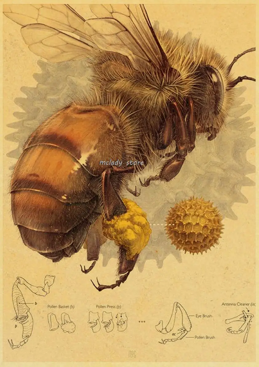 Антикварный постер пчела 
Антикварный постер пчела