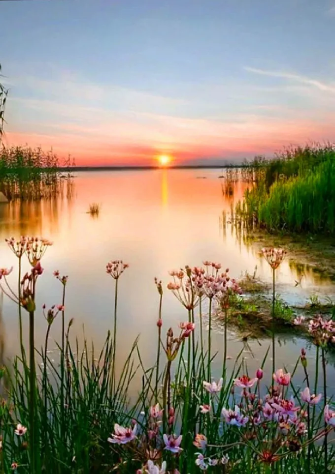4412Ann-Tulip diy digital oil painting oil painting acrylic flower painting explosion hand-filled landscape painting
4412Ann-Tulip diy digital oil painting oil painting acrylic flower painting explosion hand-filled landscape painting