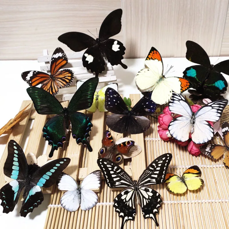 Butterfly Specimens Spread Their Wings of Natural True Butterfly Insects Full Tentacles Biological Teaching DIY Hand Home Decor
Butterfly Specimens Spread Their Wings of Natural True Butterfly Insects Full Tentacles Biological Teaching DIY Hand Home Decor
