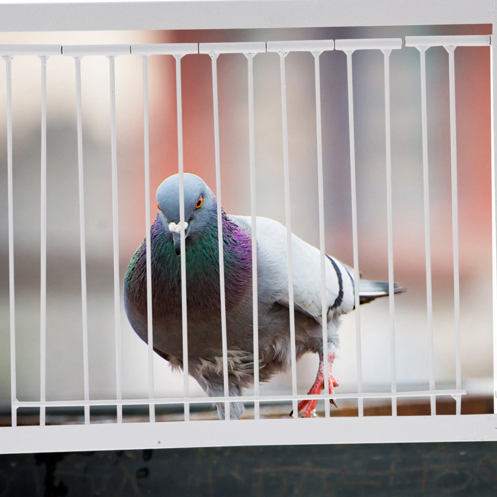 Pigeon Door Wire Pigeon Entrance Door Bird Entrance Trap Pigeon House Door Bird Loft Pigeon House Door Bird Supply
Pigeon Door Wire Pigeon Entrance Door Bird Entrance Trap Pigeon House Door Bird Loft Pigeon House Door Bird Supply