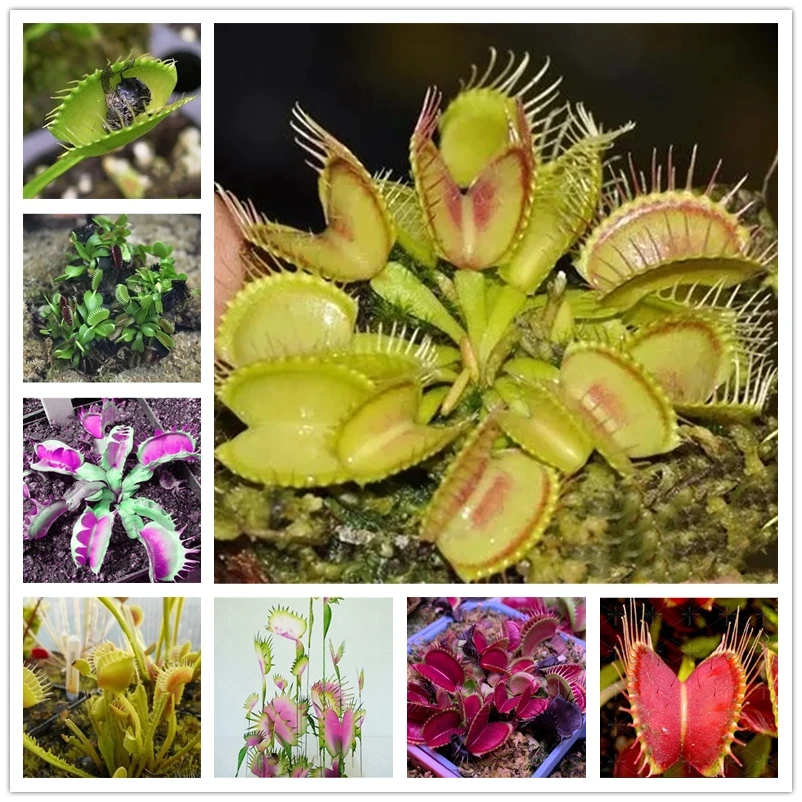 200 шт. Venus Flytrap суккуленты натуральные ароматные инсективные цветы
200 шт. Venus Flytrap суккуленты натуральные ароматные инсективные цветы