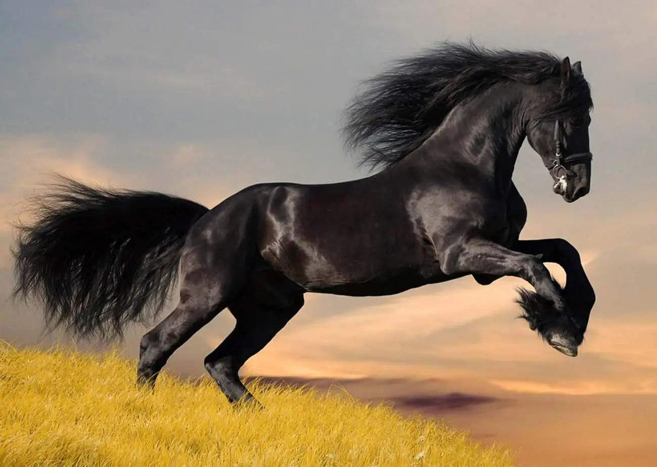 5D Diamond Painting The Grass Dark Horse Full Drill by Number Kits for Adults, DIY Diamond Set Arts Craft Decorations a0088
5D Diamond Painting The Grass Dark Horse Full Drill by Number Kits for Adults, DIY Diamond Set Arts Craft Decorations a0088