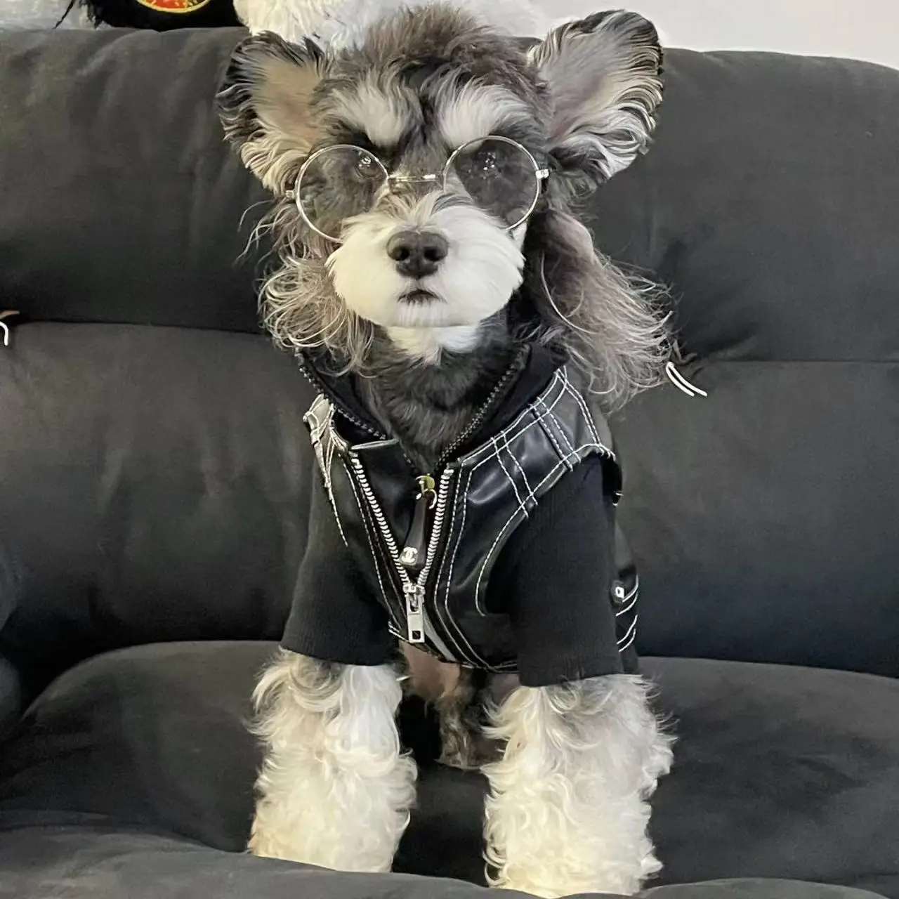 Одежда для собак, Крутое мотоциклетное пальто, жилет, куртка Schneider Teddy Shiba Frise West Highland Maltese, жилеты
Одежда для собак, Крутое мотоциклетное пальто, жилет, куртка Schneider Teddy Shiba Frise West Highland Maltese, жилеты